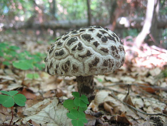 šiškovec šupinatý Strobilomyces strobilaceus (Scop.) Berk.