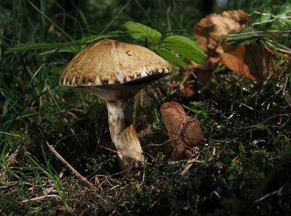 klouzek slizký Suillus viscidus (L.) Roussel