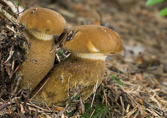 čechračka tmavohlúbiková Tapinella atrotomentosa (Batsch) Šutara