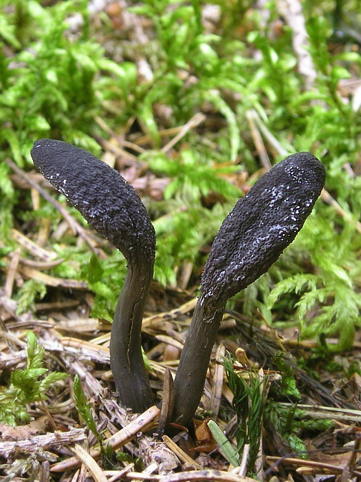 žezlovka srnková Tolypocladium ophioglossoides (J.F. Gmel.) Quandt, Kepler & Spatafora