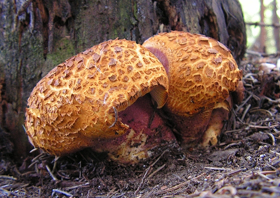 čírovec červenožltý Tricholomopsis rutilans (Schaeff.) Singer