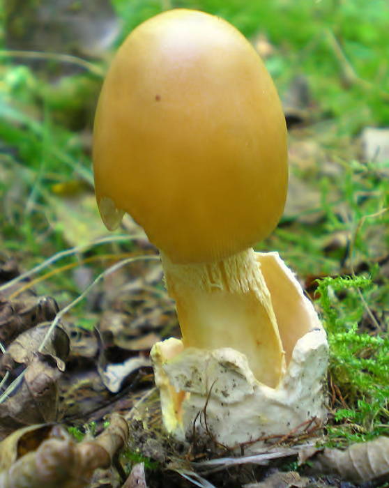 muchotrávka oranžová Amanita crocea (Quél.) Singer