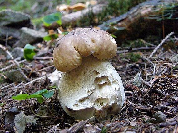 hríb smrekový Boletus edulis Bull.