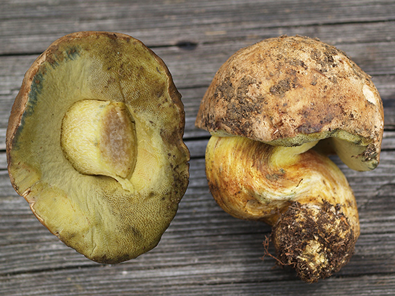 hríb horský Butyriboletus subappendiculatus (Dermek, Lazebn. & J. Veselský) D. Arora & J.L. Frank