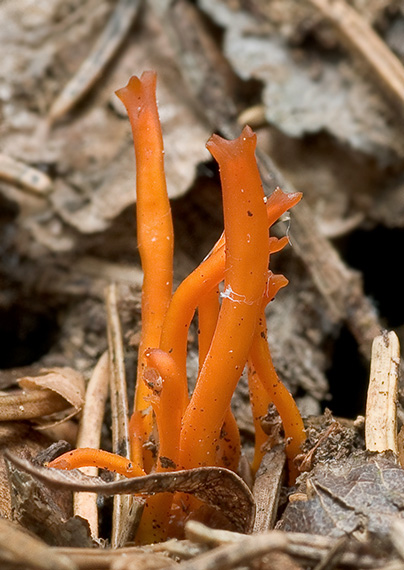 parôžkovec lepkavý Calocera viscosa (Pers.) Fr.