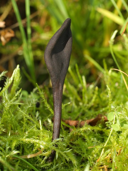 jazýček Geoglossum sp.