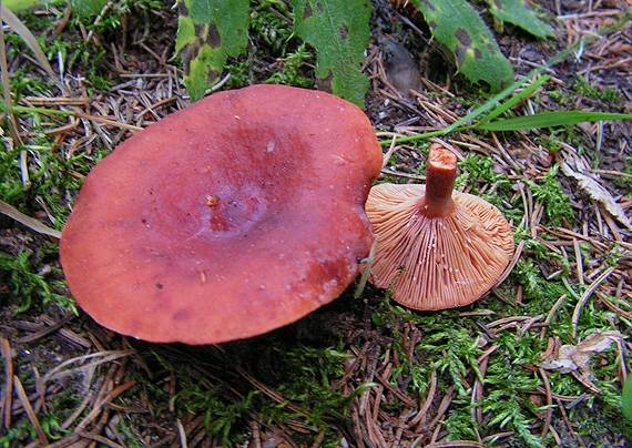 rýdzik   Lactarius sp.