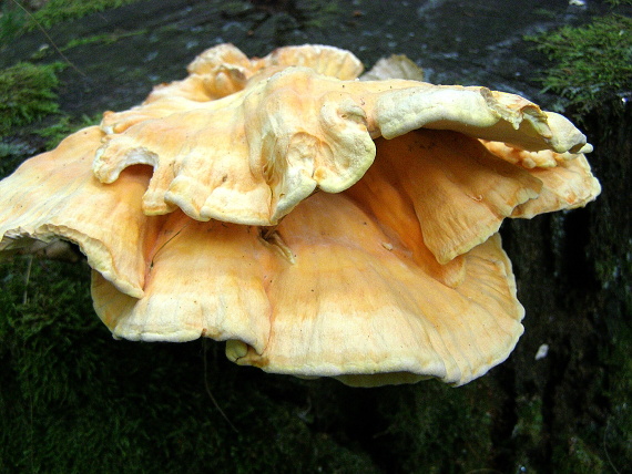 sírovec obyčajný Laetiporus sulphureus  (Bull.) Murrill