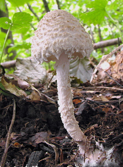 bedlička vlnatá Lepiota clypeolaria (Bull.) P. Kumm.