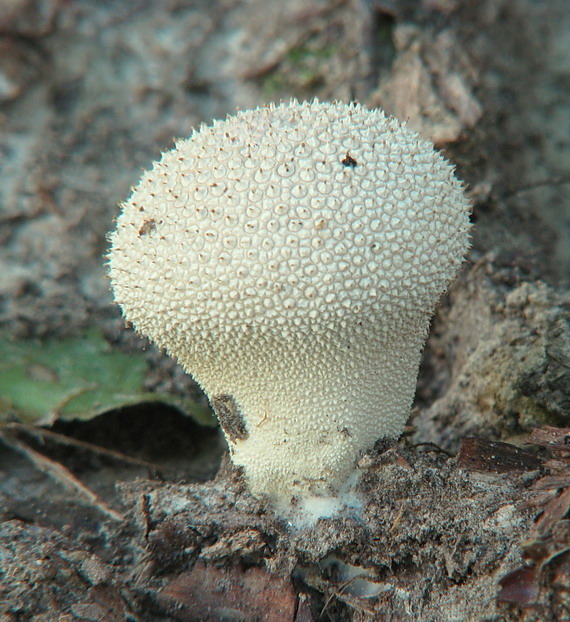 prášnica bradavičnatá Lycoperdon perlatum Pers.