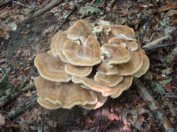 vejárovec obrovský Meripilus giganteus (Pers.) P. Karst.