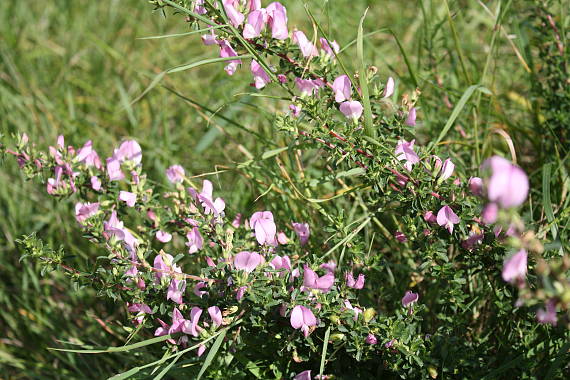 ihlica trnistá Ononis spinosa L.