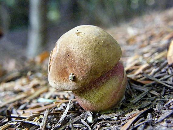 hríb zrnitohlúbikový Sutorius luridiformis (Rostk.) G. Wu & Zhu L. Yang