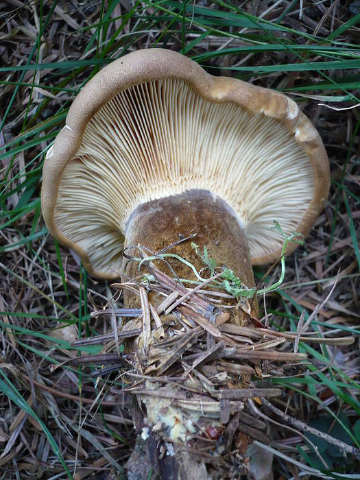 čechračka tmavohlúbiková Tapinella atrotomentosa (Batsch) Šutara