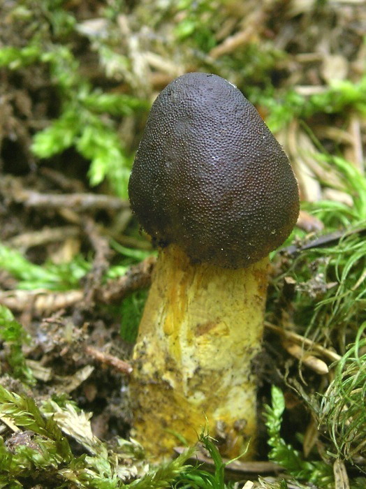 žezlovka hlavičkatá Tolypocladium capitatum (Holmsk.) Quandt, Kepler & Spatafora