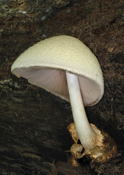 pošvovec stromový Volvariella bombycina (Schaeff.) Singer