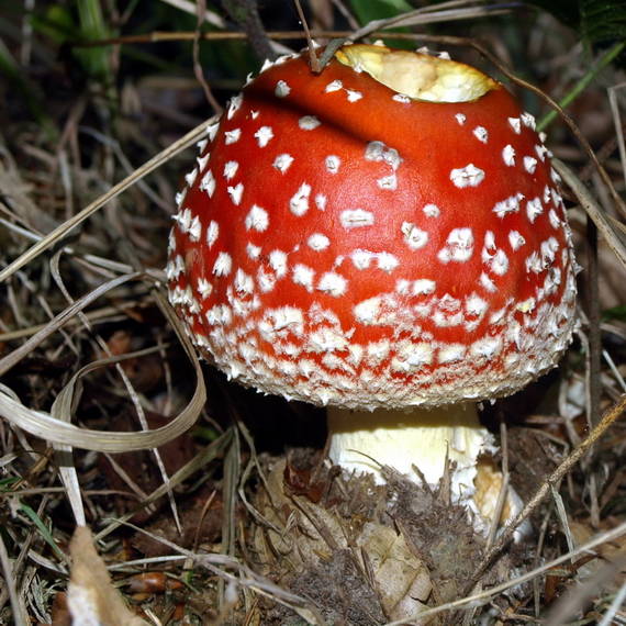 muchotrávka červená Amanita muscaria (L.) Lam.