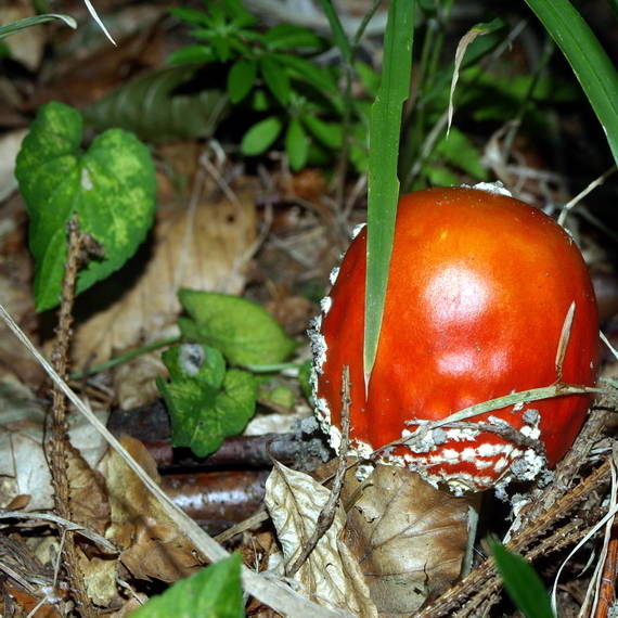 muchotrávka červená Amanita muscaria (L.) Lam.