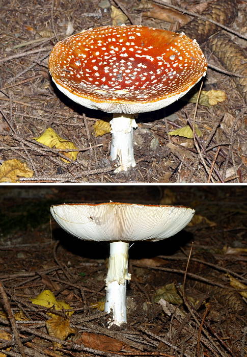 muchotrávka červená Amanita muscaria (L.) Lam.