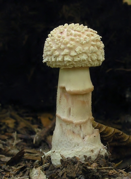 muchotrávka  Amanita