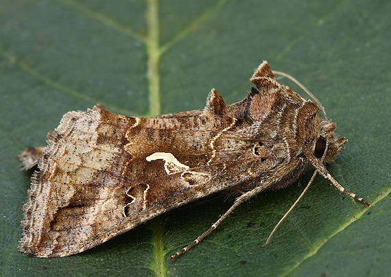 mora gama Autographa gamma