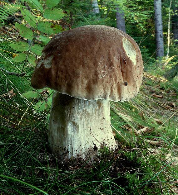 hríb smrekový Boletus edulis Bull.