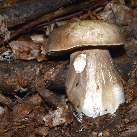 hríb dubový Boletus reticulatus Schaeff.