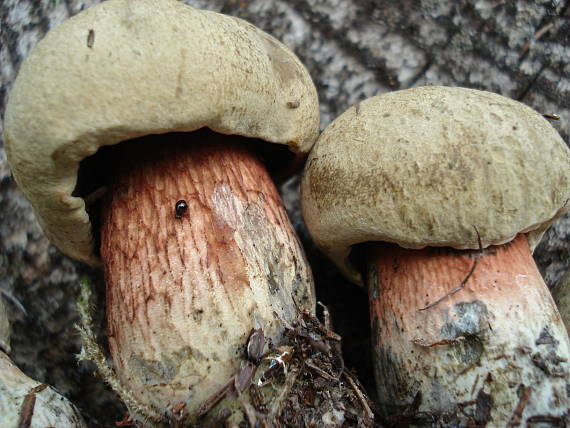 hríb  Boletus sp.