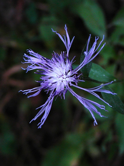 nevädza Centaurea sp.