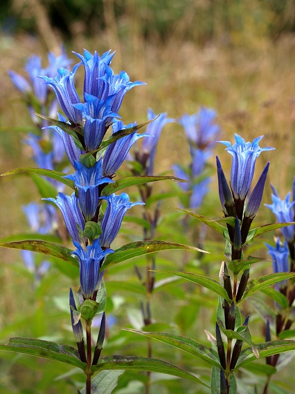 horec luskáčovitý Gentiana asclepiadea L.