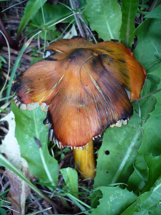 lúčnica kužeľovitá Hygrocybe conica (Schaeff.) P. Kumm.