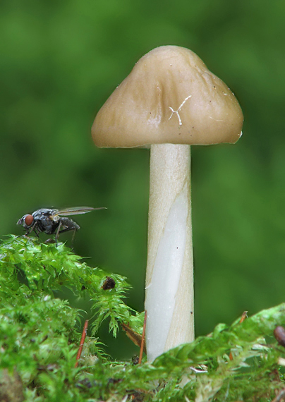 sliznačka koreňujúca Hymenopellis radicata (Relhan) R.H. Petersen