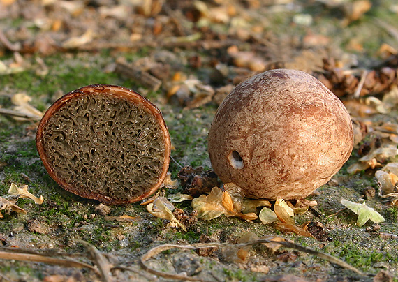 lúpavka belavá Hysterangium stoloniferum Tul. & C. Tul.