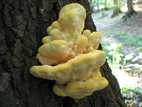 sírovec obyčajný Laetiporus sulphureus (Bull.) Murrill