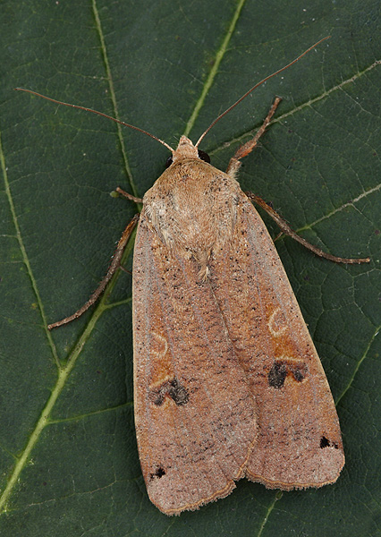 mora štiavová Noctua pronuba