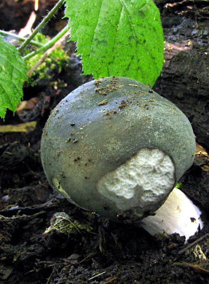 plávka modrozelená Russula parazurea Jul. Schäff.