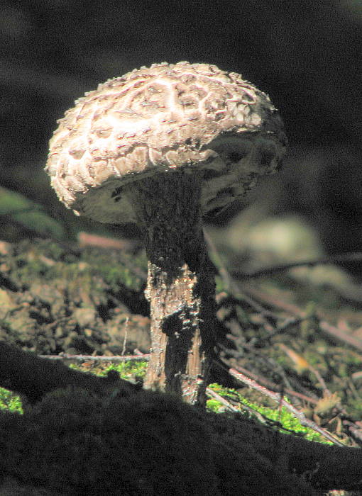 šiškovec šupinatý Strobilomyces strobilaceus (Scop.) Berk.