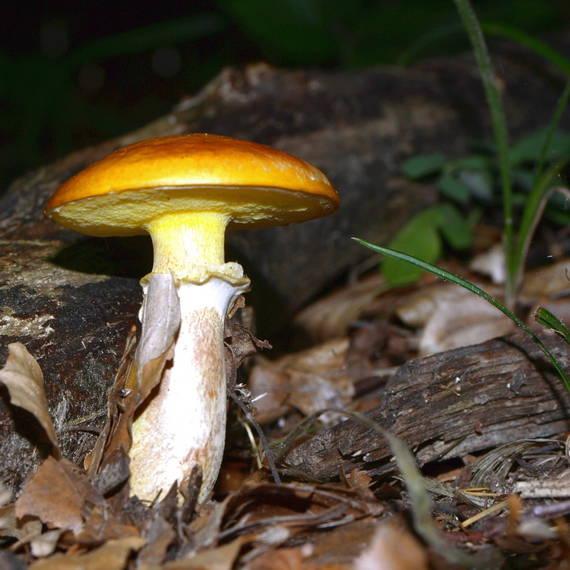 masliak smrekovcový Suillus grevillei (Klotzsch) Singer