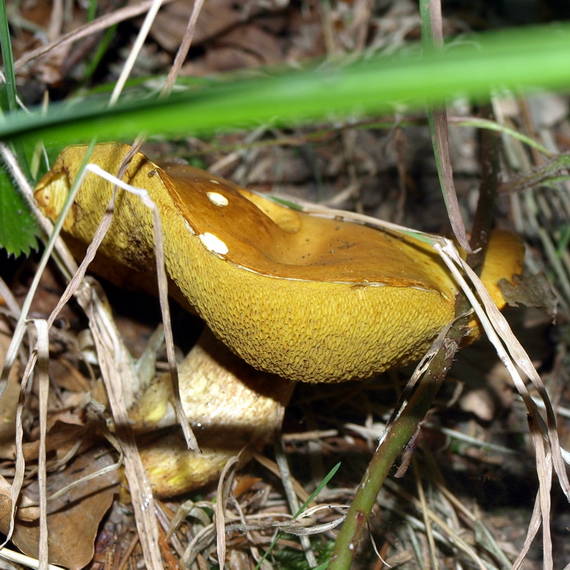 masliak Suillus sp.