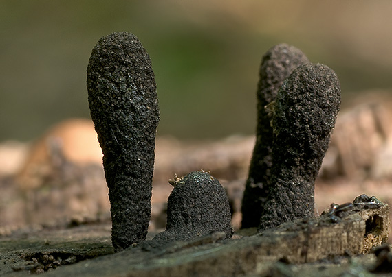 drevnatec kyjakovitý Xylaria polymorpha (Pers.) Grev.