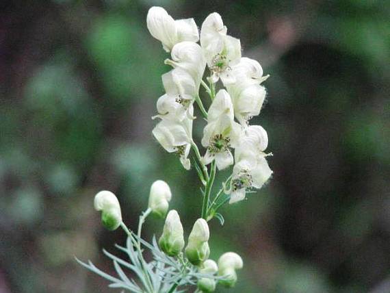 prilbica jedhoj Aconitum anthora L.