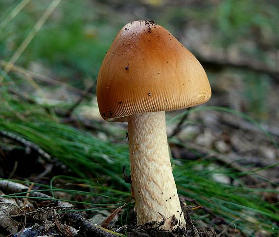 muchotrávka oranžová Amanita crocea (Quél.) Singer