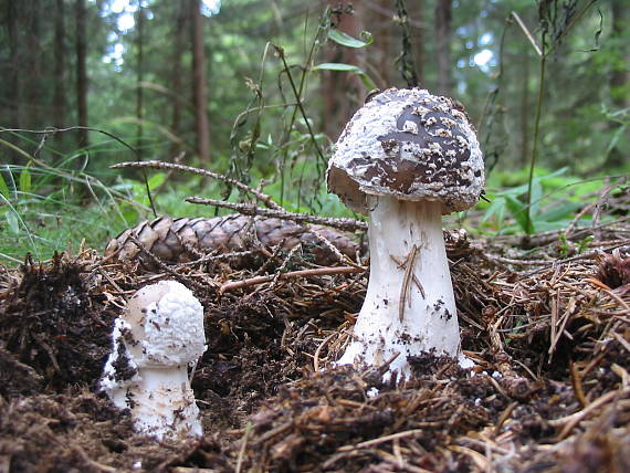 muchotrávka hrubá Amanita excelsa (Fr.) Bertill.