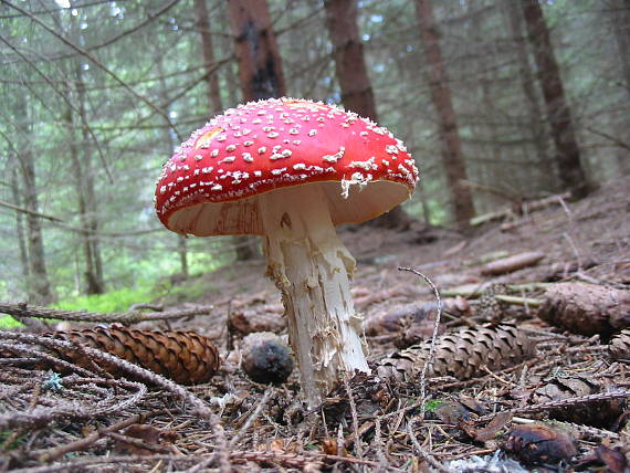 muchotrávka červená Amanita muscaria (L.) Lam.