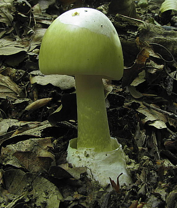 muchotrávka zelená Amanita phalloides (Vaill. ex Fr.) Link