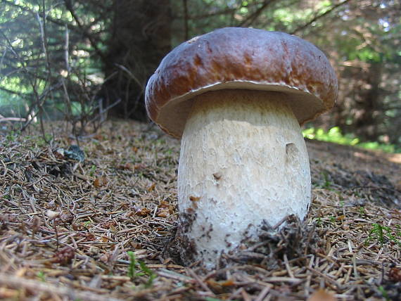 hríb smrekový Boletus edulis Bull.