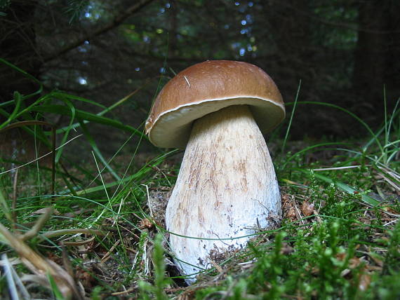 hríb smrekový Boletus edulis Bull.