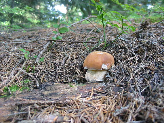 hríb smrekový Boletus edulis Bull.