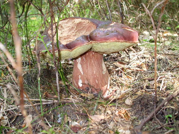 hríb sosnový Boletus pinophilus Pil. et Dermek in Pil.