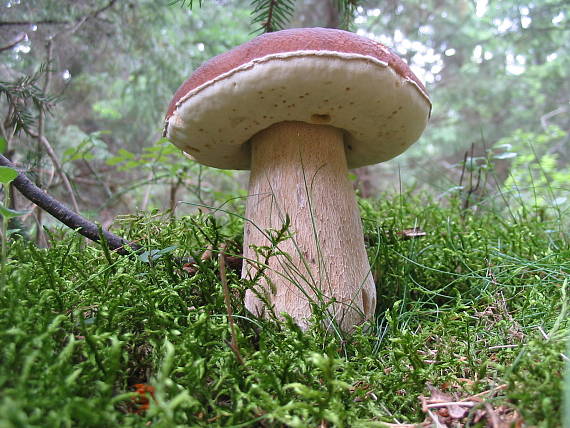 hríb sosnový Boletus pinophilus Pil. et Dermek in Pil.